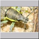 Chlorophanus viridis - Dunkelgruner Gelbrandruessler 01c 9mm.jpg